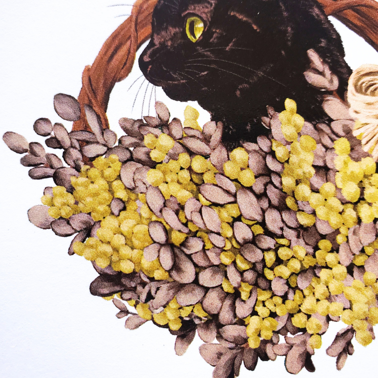 10cmフレームイラスト ミモザと黒猫 ホワイト