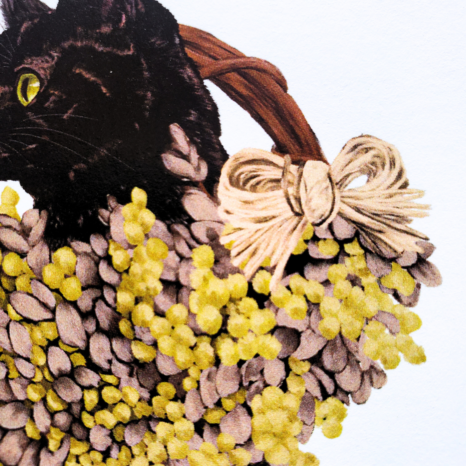 10cmフレームイラスト ミモザと黒猫 ホワイト