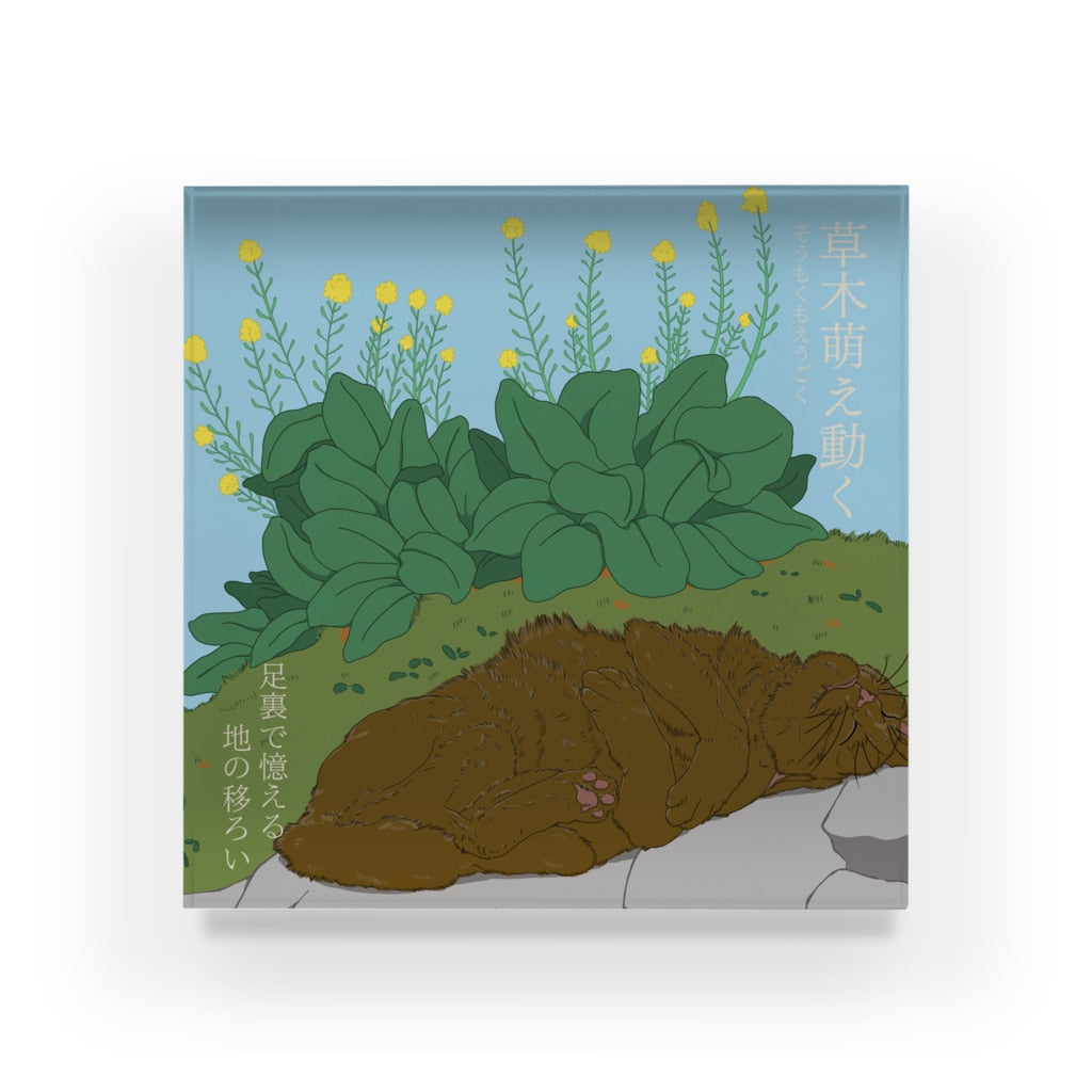 アクリルブロック　草木萌え動く 菜の花とお昼寝する茶色猫