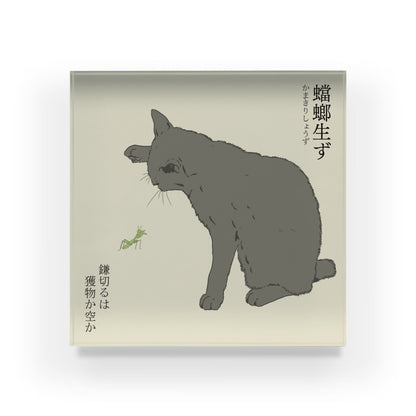 アクリルブロック　蟷螂生ず　猫パンチしたい灰色猫